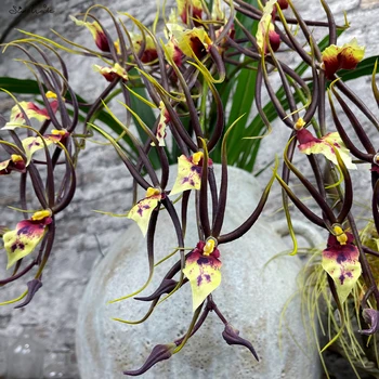 SunMade Orhideja Pauk Grančica Ljubičasto Cvijeće Svila Umjetni Cvijet Home Svadbena Dekoracija Cvjetnih Aranžmana Flores Artificales
